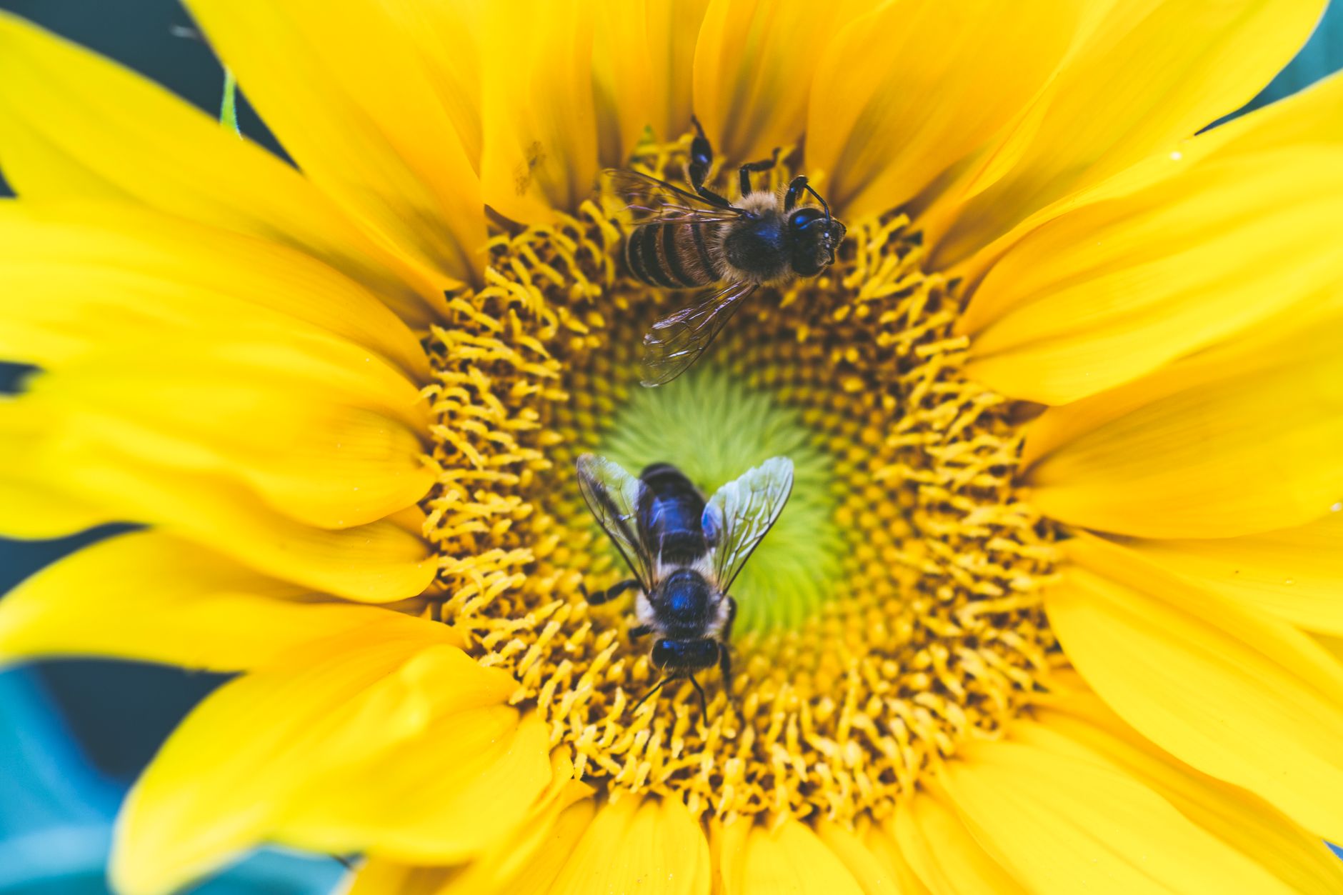 Why I’m looking at Bees differently now.